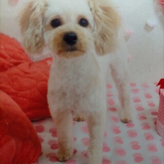 小型犬 札幌 を含む 犬の里親募集情報 6ページ目 ペットのおうち 月間利用者150万人