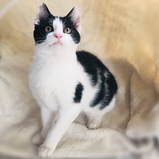 たくさん遊んで!!ベタベタ子猫さん!!