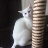 白猫姉妹　6ヶ月　トライアル決定 サムネイル5