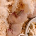 【里親決定】キンクマハムスターの里親募集