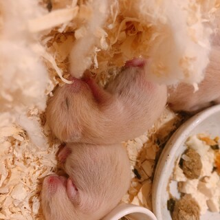 【里親決定】キンクマハムスターの里親募集