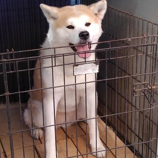おとなしい性格の秋田犬 赤毛牝三歳