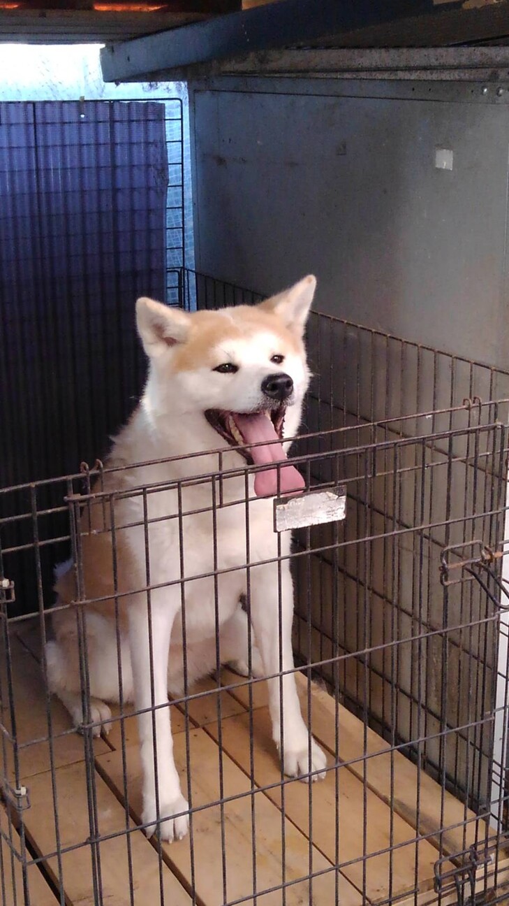 おとなしい性格の秋田犬 愛知県 犬の里親募集 ペットのおうち 月間利用者150万人