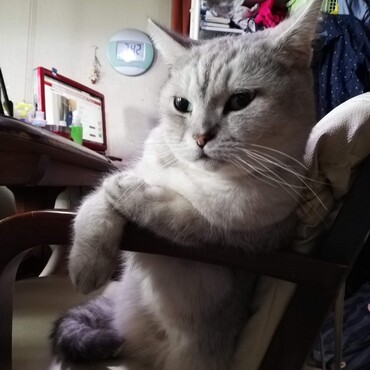 仕草や行動もお茶目な猫でした