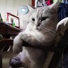 仕草や行動もお茶目な猫でした