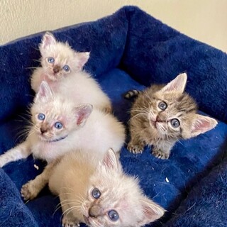 11/21阿倍野猫カフェ譲渡会に参加！