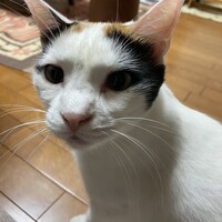 あんず
