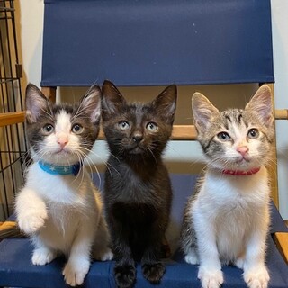 11/21阿倍野猫カフェ譲渡会に参加！