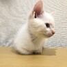 耳と尻尾が茶虎模様の白ネコちゃん サムネイル2