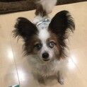 パピヨン蘭丸君