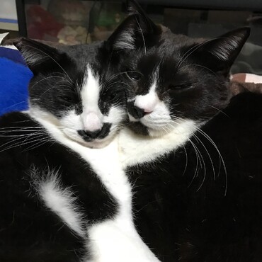 チャムちゃん☆イケニャン二人で見護るよ！