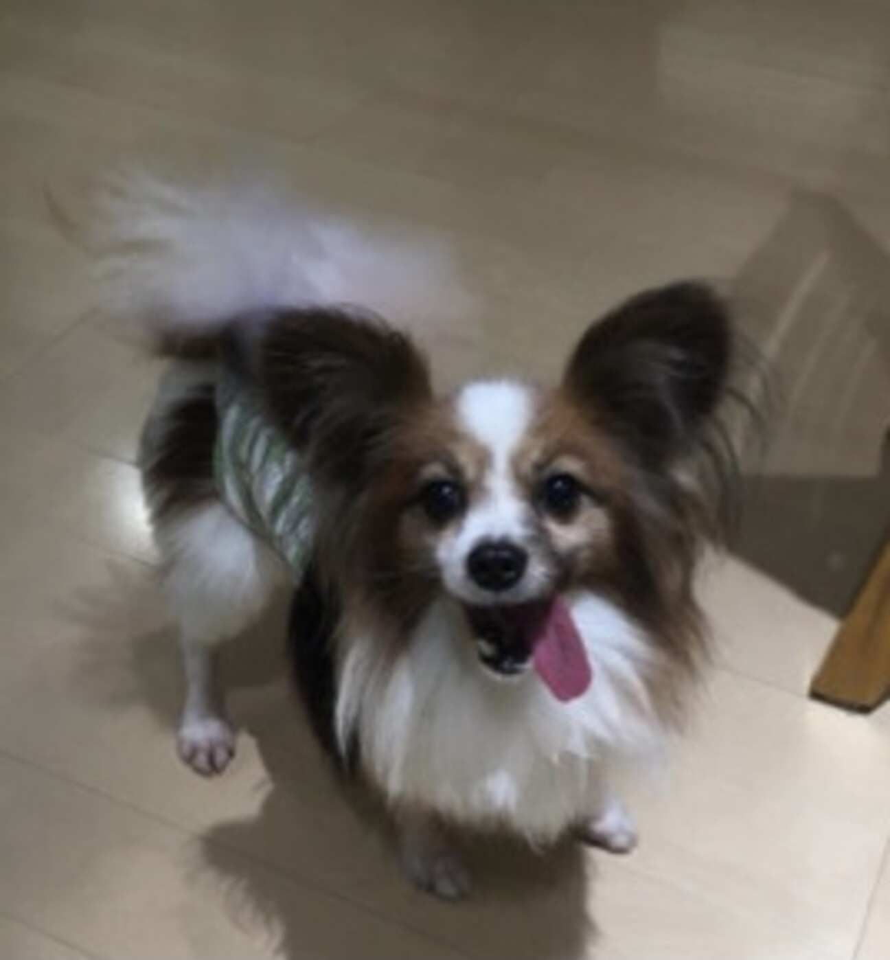 パピヨン霧丸君6才3ヶ月 静岡県 犬の里親募集 3418 ペットのおうち 月間利用者150万人 パピヨン霧丸君6才3ヶ月 静岡県 犬の里親募集 3418 ペットのおうち 月間利用者150万人