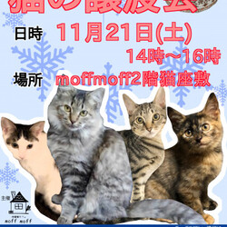 保護猫カフェで譲渡会！