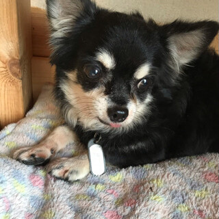 チワワマメ君５才