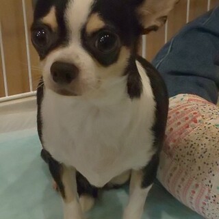 チワワドキンちゃん４才