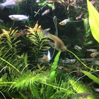 ワイルドグッピーとアメカスプレンデンス