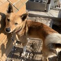 優しい方里親募集します