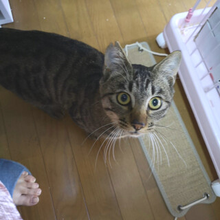 人が大好き！キジトラ男の子