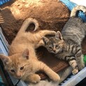 可愛い子猫ちゃん。