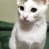 桜色のお耳が可愛らしい白キジ女の子 サムネイル4