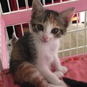 募集停止くっきり美猫な三毛ちゃん(3姉妹)