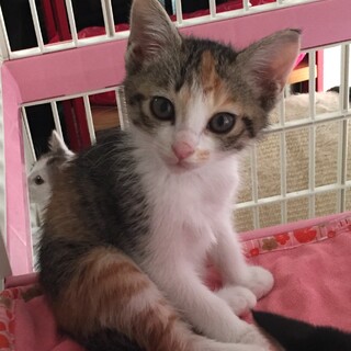 募集停止くっきり美猫な三毛ちゃん(3姉妹)