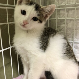 困ったちゃんなお顔が愛らしいキジ白男の子