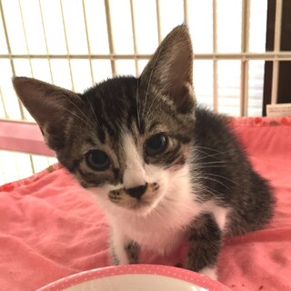 大きな目のキジ白ちゃん(3姉妹)