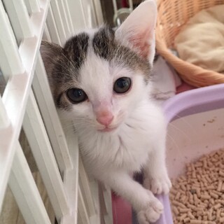 おっとり女子の白キジちゃん(3姉妹)