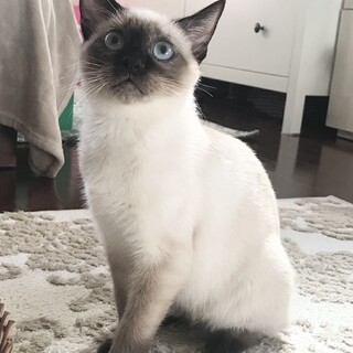 【シャム子】おかげさまで里親さまが決まりました