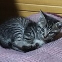 終生飼える方求む
