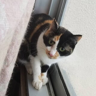 可愛い三毛猫さん