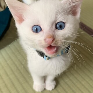 一時停止　白い妖精ブルーアイ男子❤️ブロン