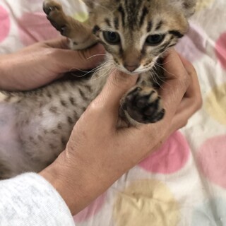 里親さま決まりました☆