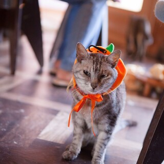 人間大好き！シニアニャンの“にがりん“♡