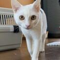 ぱん君の家族になって下さい