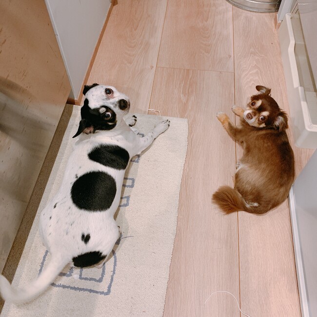 ダァコのカバー写真
