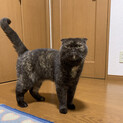 スコティッシュの女のコ　甘えん坊