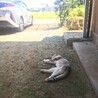 オリエンタルらいす
