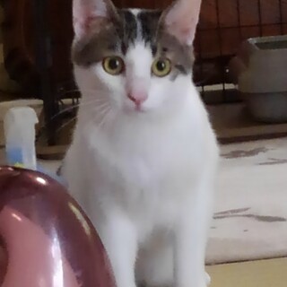 ふくふくのふくちゃん♂