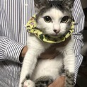 キジシロのクロエ君！里親募集です。