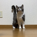 再募集　巻き毛の甘えん坊