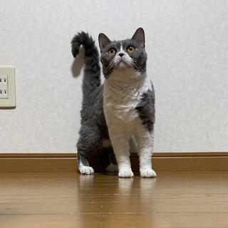 再募集　巻き毛の甘えん坊