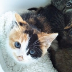 第102回　にゃん☆ぴーす猫譲渡会