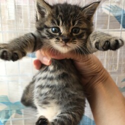 第102回　にゃん☆ぴーす猫譲渡会 サムネイル2