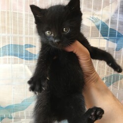 第102回　にゃん☆ぴーす猫譲渡会 サムネイル3