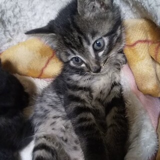 2ヶ月のなすびちゃん