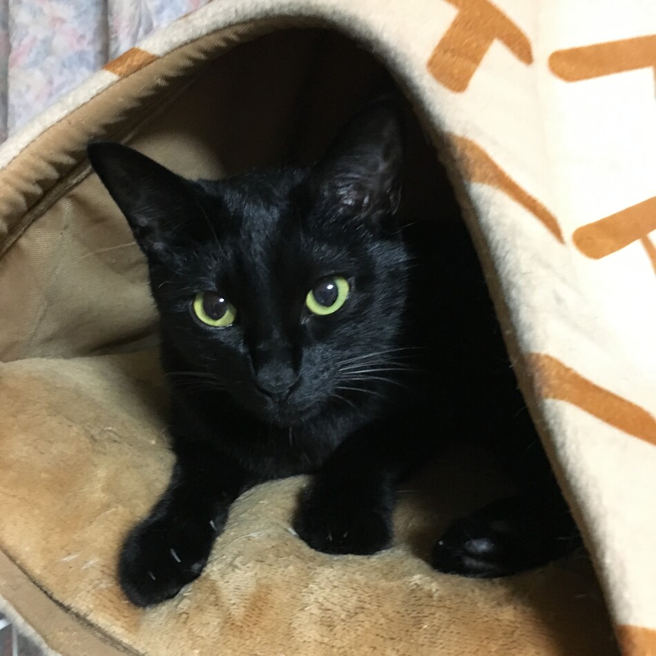 まめのカバー写真