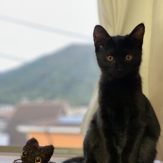 人が大好き！黒猫オス。生後4ヶ月