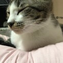 甘えん坊ですぐに膝に乗ってくるサバシロちゃん